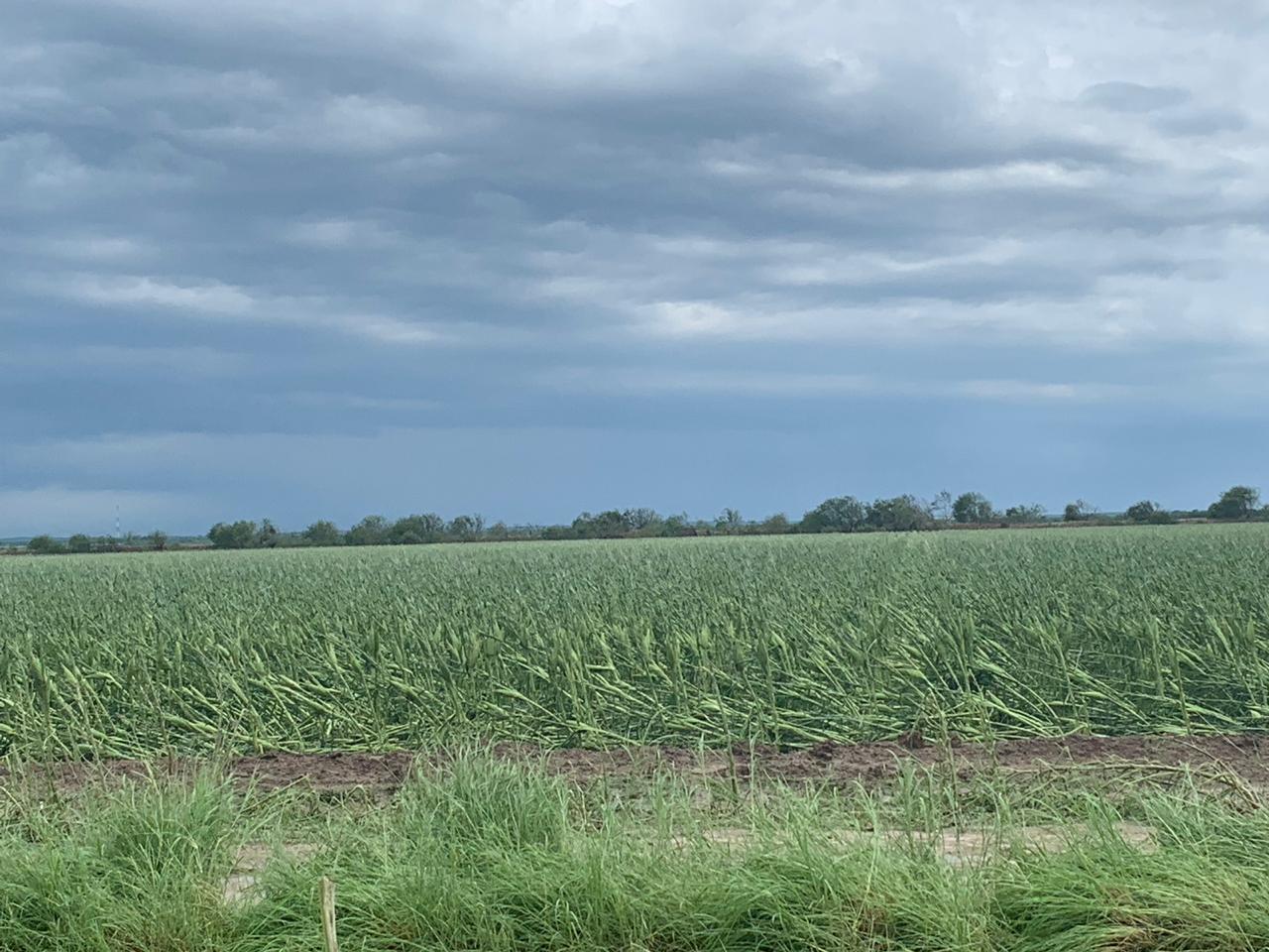 Granizada en San Fernando siniestra 3 mil hectáreas de sorgo y maíz.