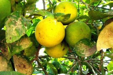 Espinacas, la cura contra el «Dragón Amarillo».