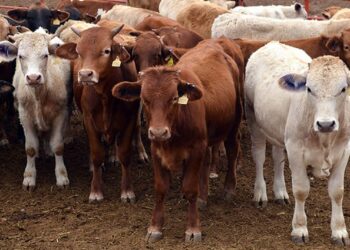 Pierde Tamaulipas 1,500 mdp al año por caída de exportación de becerros.