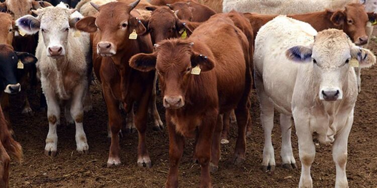 Pierde Tamaulipas 1,500 mdp al año por caída de exportación de becerros.