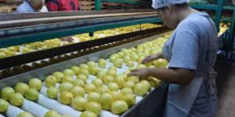 Exporta Tamaulipas a EU 22 mil toneladas de limón.