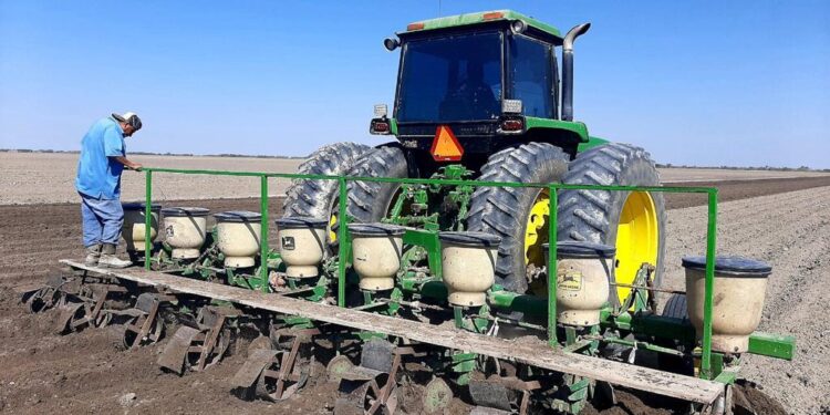 Peligra liderazgo de Tamaulipas en producción de granos.