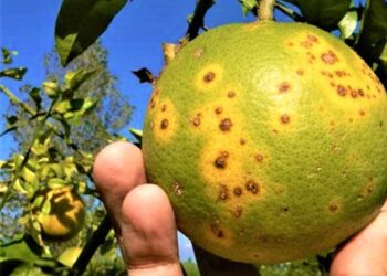 Pierde Tamaulipas 30%  de cosecha de naranja por  plagas.