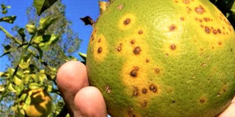 Pierde Tamaulipas 30%  de cosecha de naranja por  plagas.