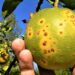 Pierde Tamaulipas 30% de cosecha de naranja por plagas.