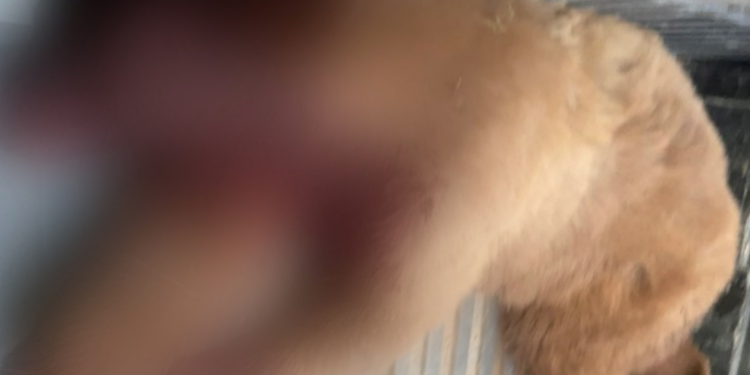 Matan a oso que buscaba agua y comida.