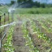Repartirá Conagua 3.5 mdp entre agricultores del 026