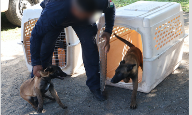 Guardia Estatal entrena a futuros integrantes de la Unidad Canina