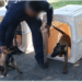 Guardia Estatal entrena a futuros integrantes de la Unidad Canina