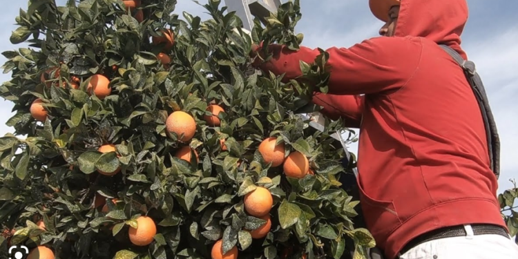 Citricultores adelantan pizca de naranja y limón por temor a heladas.