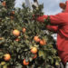 Citricultores adelantan pizca de naranja y limón por temor a heladas.