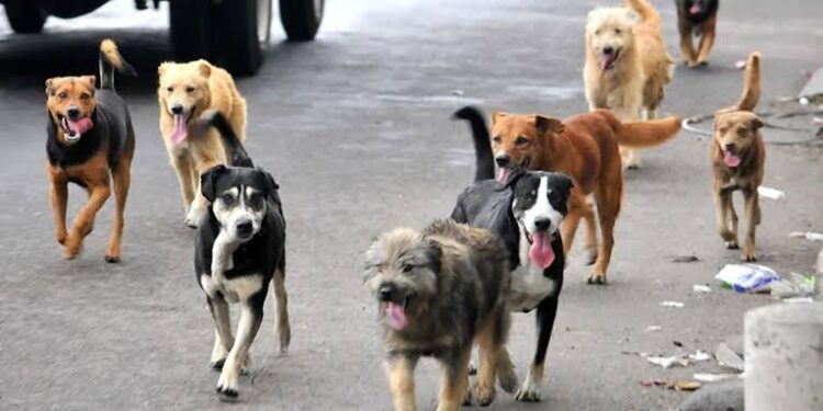 Gobierno adiestrará a perros  callejeros como animales de  protección y de compañía.