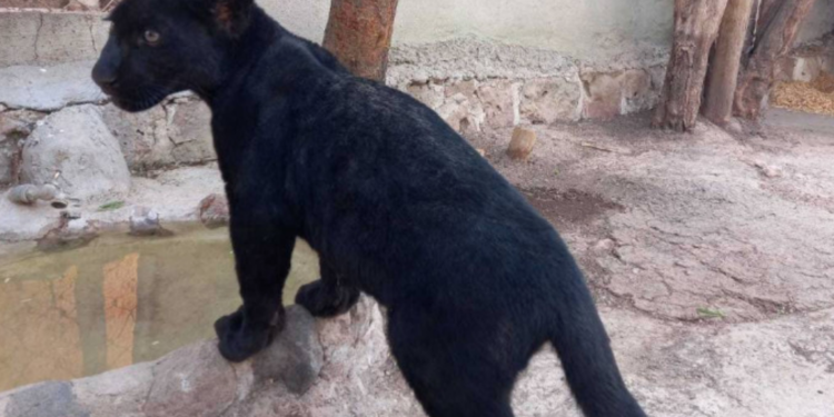 Dueña de Pantera asegurada en Jalisco pide ayuda Babo, de Cartel de Santa, para recuperarla