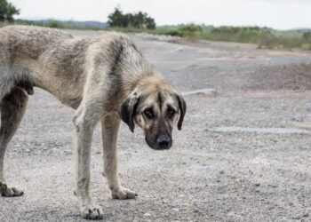 Acusan lentitud en justicia para los animales