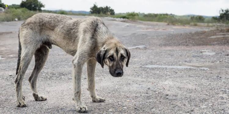 Acusan lentitud en justicia para los animales