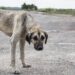 Acusan lentitud en justicia para los animales