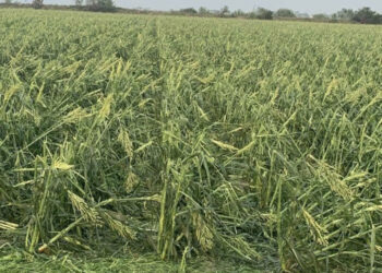 Siniestra granizada 11 mil hectáreas de sorgo y maíz