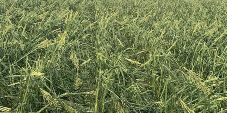 Siniestra granizada 11 mil hectáreas de sorgo y maíz