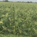 Siniestra granizada 11 mil hectáreas de sorgo y maíz