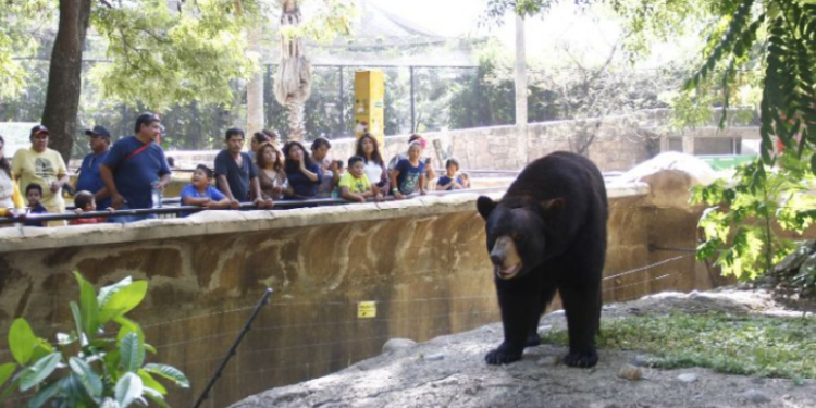 Piden cese de director del Zoológico de Tamatan por muerte de animales
