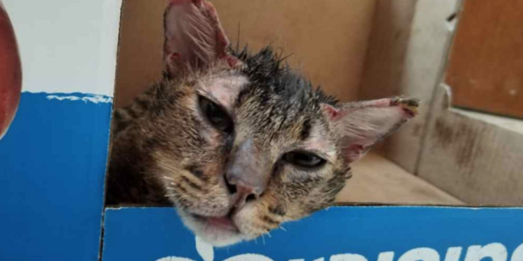 «Cartoncito», gato rescatado de incendio será dado de alta