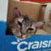 «Cartoncito», gato rescatado de incendio será dado de alta
