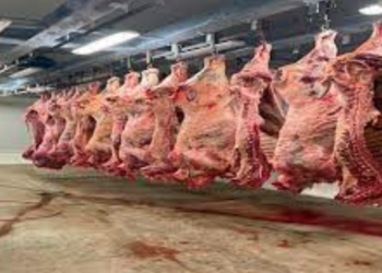 Peligra abasto de carne para Victoria por clausura de rastro de Veterinaria