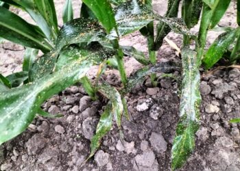 Amenaza siembras de sorgo plaga del Pulgón Amarillo
