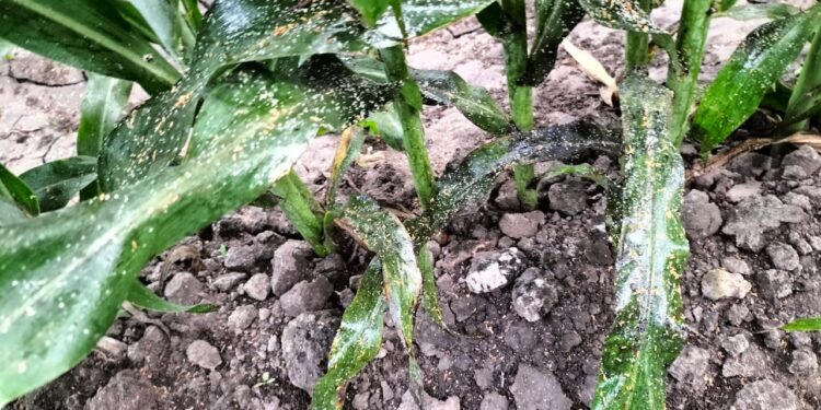 Amenaza siembras de sorgo plaga del Pulgón Amarillo