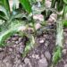 Amenaza siembras de sorgo plaga del Pulgón Amarillo