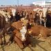 En caída libre Tamaulipas en exportación de ganado
