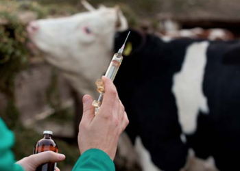 Invertirá federación 81 mdp en programas de sanidad animal y vegetal en Tamaulipas