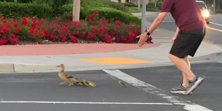 Hombre quiso ayudar a familia de patitos a cruzar la calle y murió.