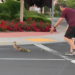 Hombre quiso ayudar a familia de patitos a cruzar la calle y murió.