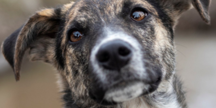 Día del perro sin raza: ¿Cuáles son los nombres más populares en México?