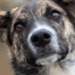 Día del perro sin raza: ¿Cuáles son los nombres más populares en México?
