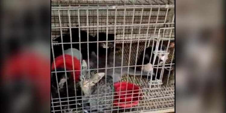 Impune el maltrato animal en Victoria