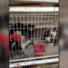 Impune el maltrato animal en Victoria