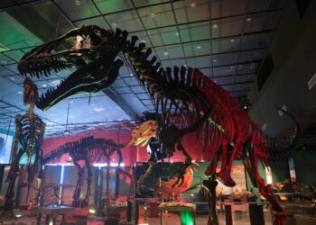 Invitan a conocer el museo de Historia Natural