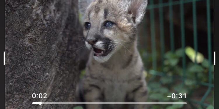 Presenta Carmen Lilia Canturosas a “Stormy”, la primera Piña nacida en zoológico de Nuevo Laredo