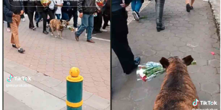 Perrito acompaña el cortejo fúnebre de su dueño y camina con un ramo de flores