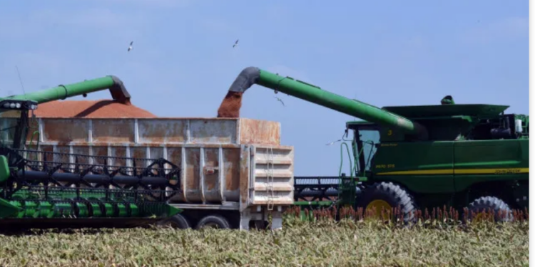 Agricultores dejarían de trillar para no agrandar las pérdidas