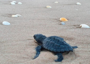 Liberan cientos de crías de tortuga lora en Soto la Marina para su protección y preservación