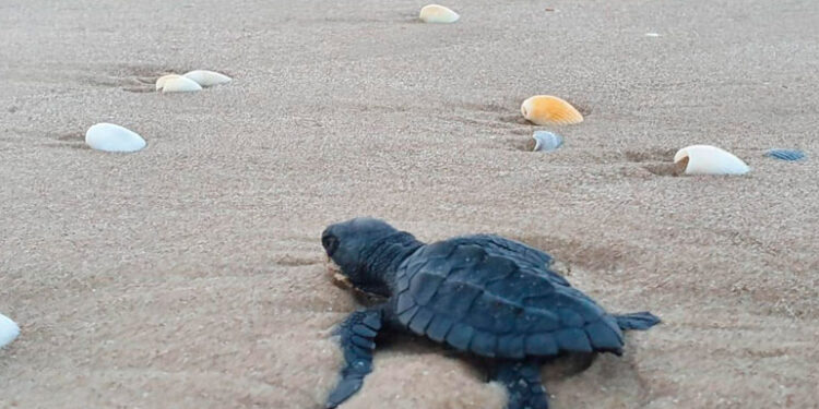 Liberan cientos de crías de tortuga lora en Soto la Marina para su protección y preservación