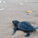 Liberan cientos de crías de tortuga lora en Soto la Marina para su protección y preservación