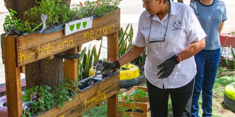 Cultivan en espacios de la UAT plantas aromáticas medicinales