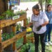 Cultivan en espacios de la UAT plantas aromáticas medicinales