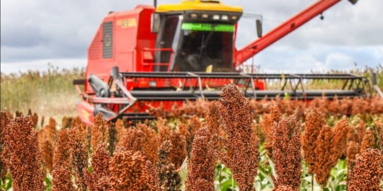 Avanzan las pláticas entre gobierno y productores para mejorar precios de granos en Tamaulipas