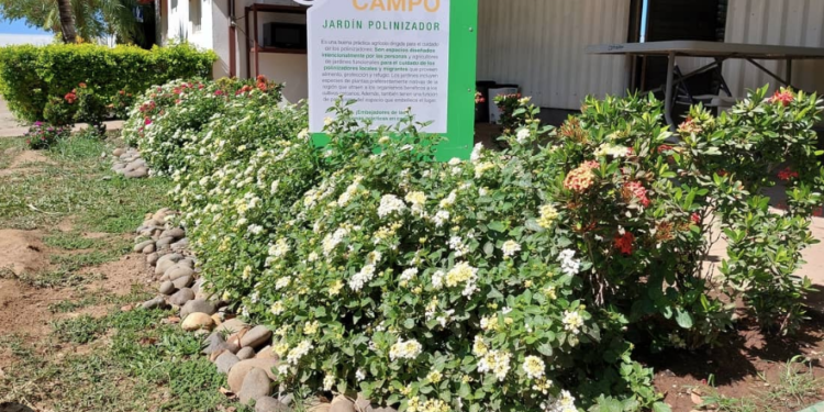 Proponen crear jardines polinizadores