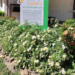 Proponen crear jardines polinizadores